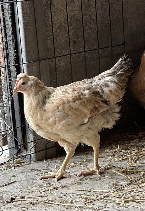 Kura nioska Green Shell