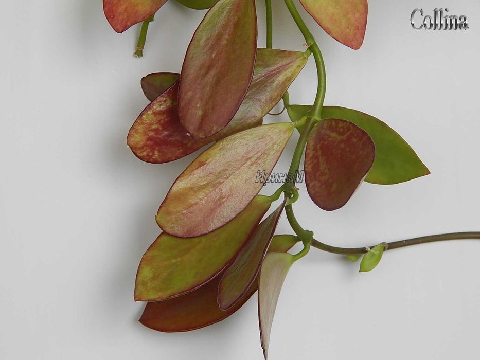 Хойя Hoya Collina
