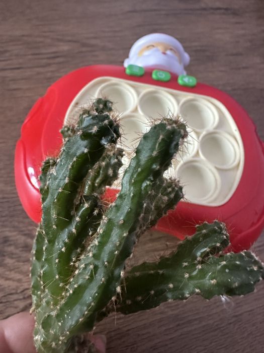 Продам отростки кактуса елочка