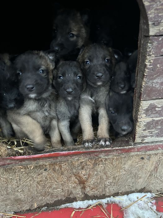 Owczarek belgijski z rodowodem