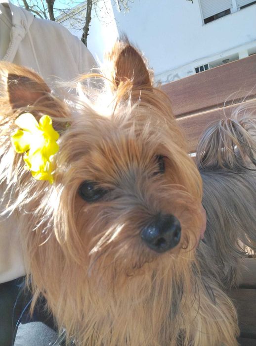 Cuidadora de cães / Pet Sitting