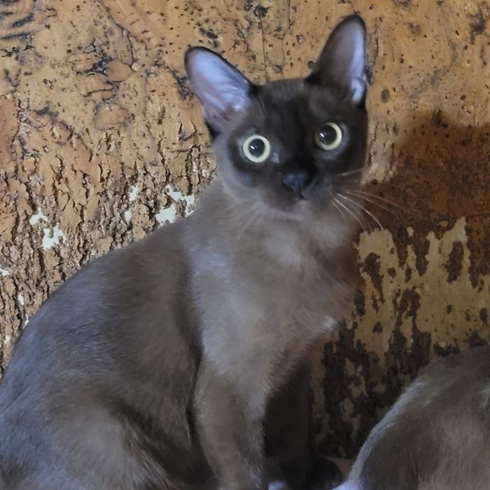 Бурма американская