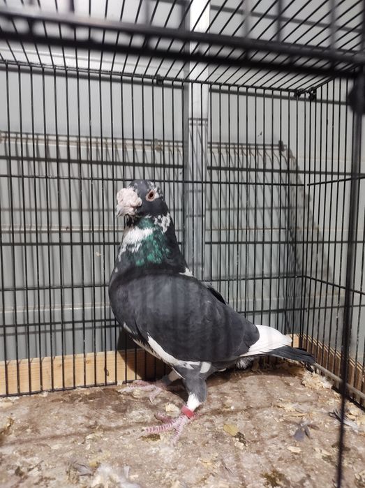 Gołębie pocztowe staropolskie