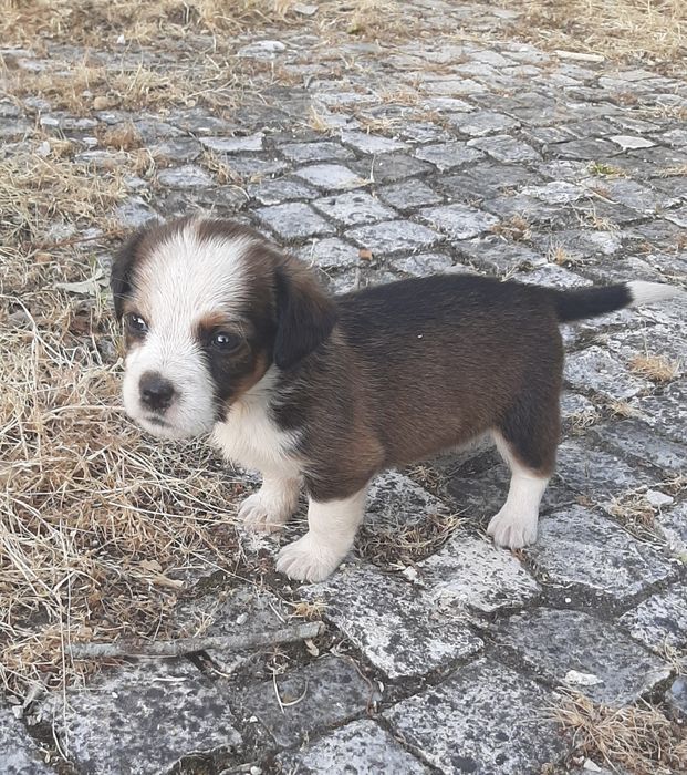 Procura-se dono para cachorros