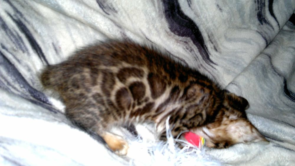 Бенгальські кошенятка в яскравих шубках