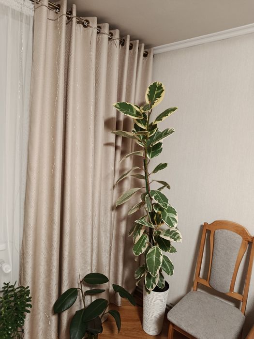 Фікус Тінеке, деревце