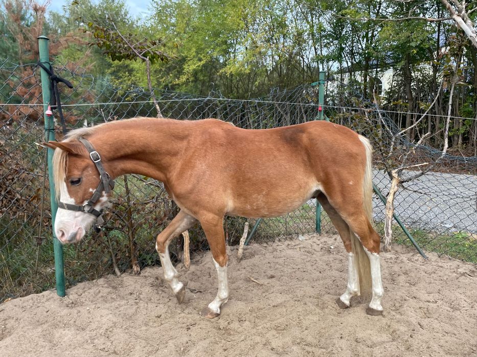 Dwa kuce walijskie wałachy holenderski paszport