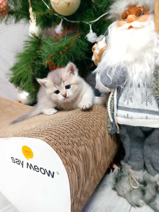 Киця срібна шиншилка