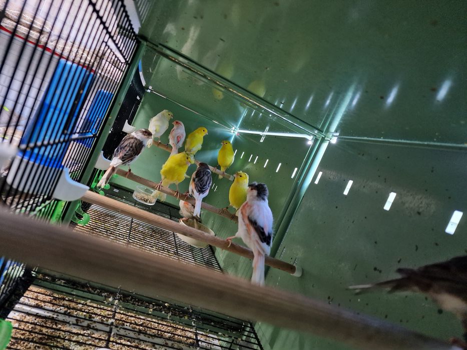 Canarios varias raças