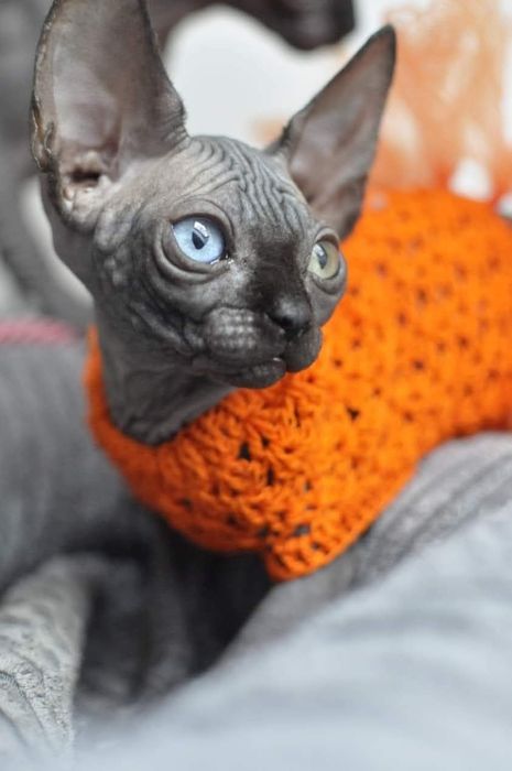Kotka sfinks z heterochromią
