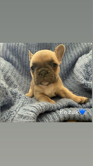 Buldog Francuski – szczenięta hodowlane PUH  Miot  K
