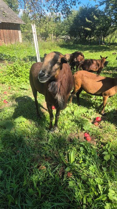 Owce barany kamerunskie barbados