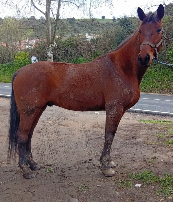 Cavalo manso montado