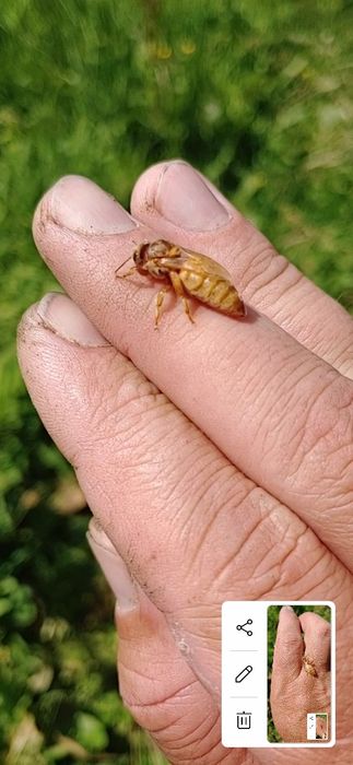 Неплідні бджоломатки Кордован