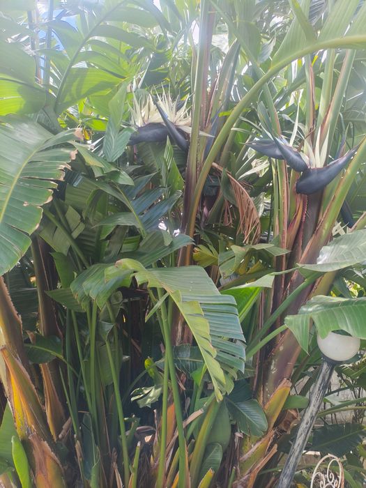 Estrelícia-Gigante / Ave-do-Paraíso Branca (Strelitzia nicolai) – Pés p/ Venda