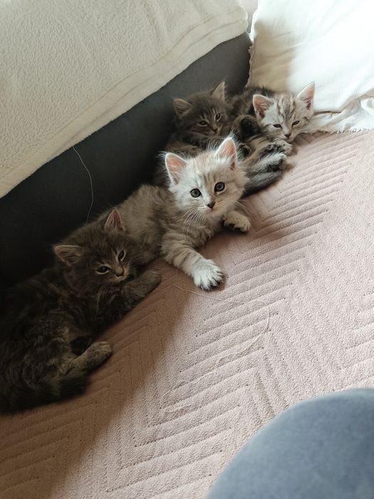 Oddam Kotki w dobre ręce
