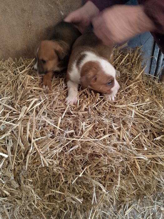 Pieski boxer z brązowym mieszańcem