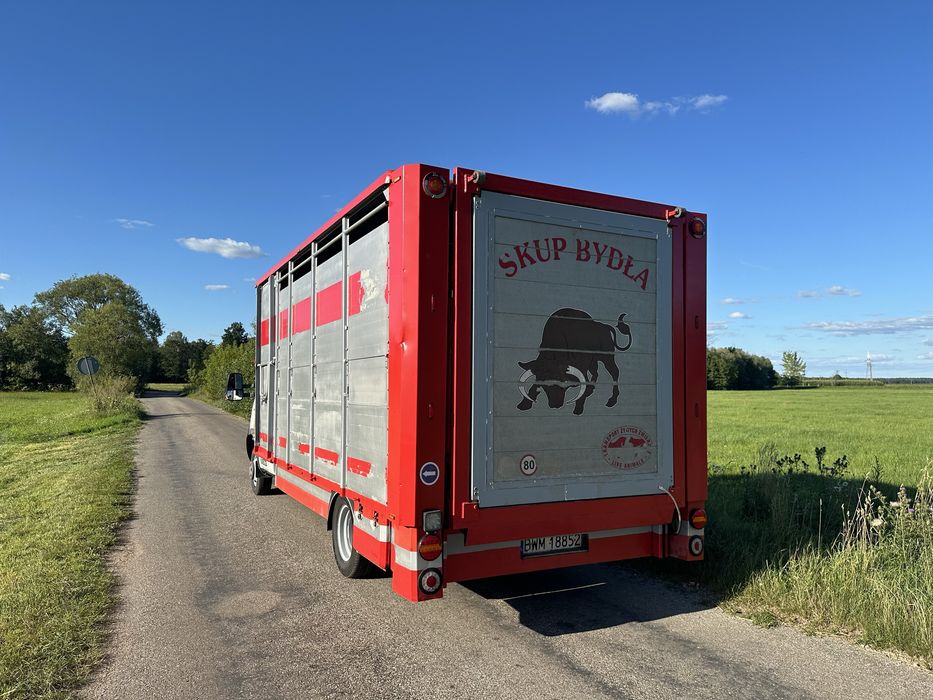 Iveco do przewozu zwierząt