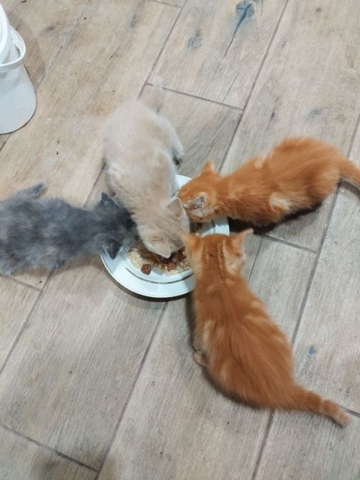 Кошенята  2.08.26