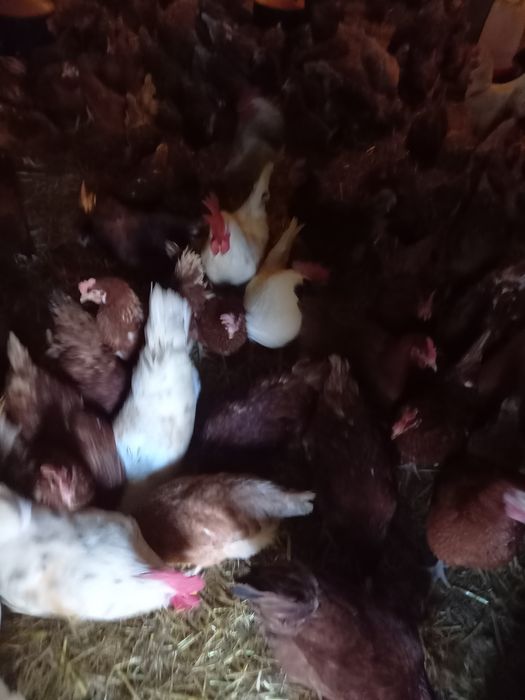 Jaja jajka legowe kury nioski Rosa lohmann