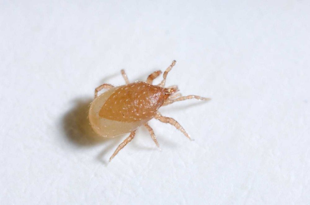 Hypoaspis miles, pogromca roztoczy, zwierzęta terrariowe, wije, prosionki