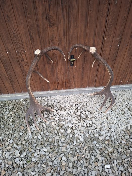 Poroże jelenia zrzuty