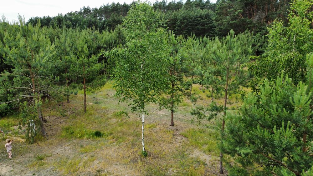 Unikalna działka budowlana 1091 m² pod Łodzią przy lesie - Widok 2