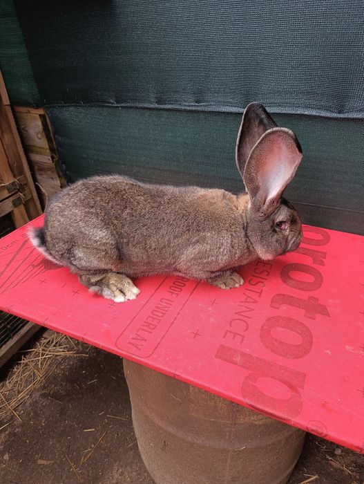 Belgijski Olbrzym BOS