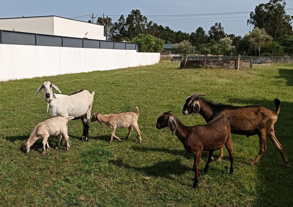 1 cabrinha disponível para venda
