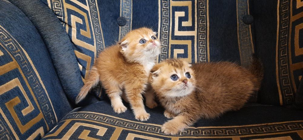 Шотландские котята золотые и серебристые шиншиллы