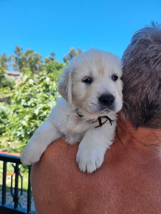 Golden Retriever