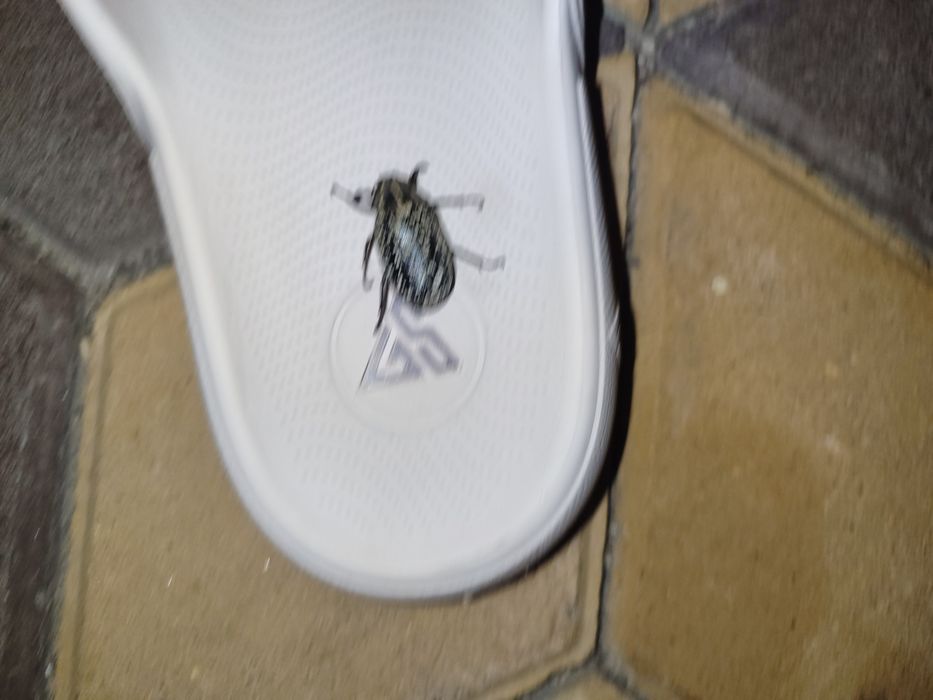 Продам мармурового хруща