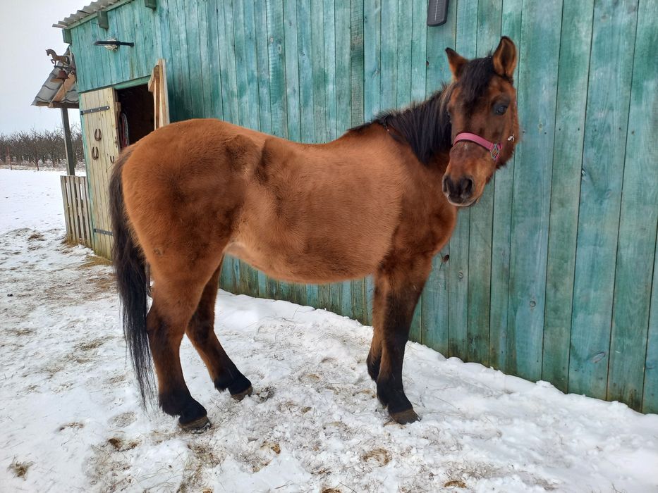 Klacz huculska do siodła.