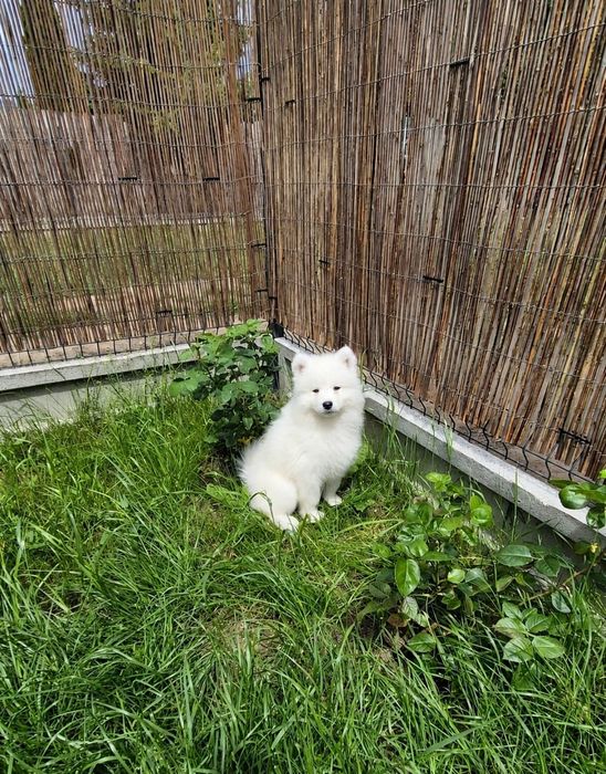 Samoyed, szczeniak, piesek