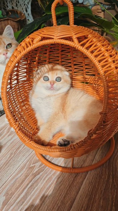 Ласковые котята, вислоухие и прямоухие шотландские