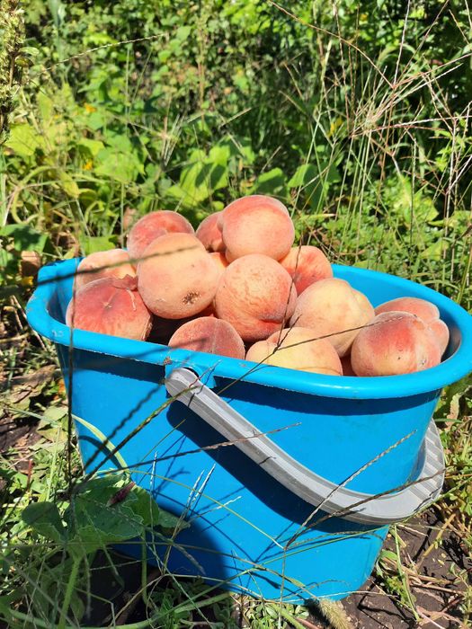 Продам  дачу. Заміський  будинок