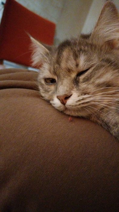 Будинок для котика найкраща цiна!