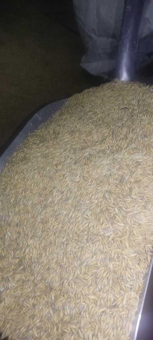 Sprzedam owies70 zł saladera 65 zł