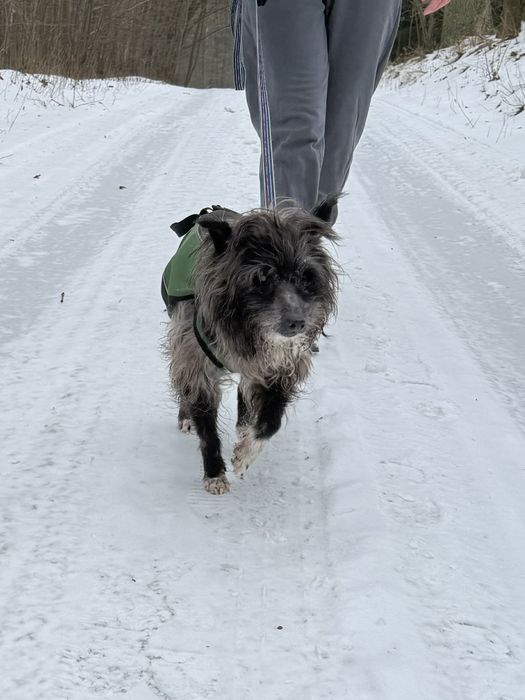 Mały pies szuka domu