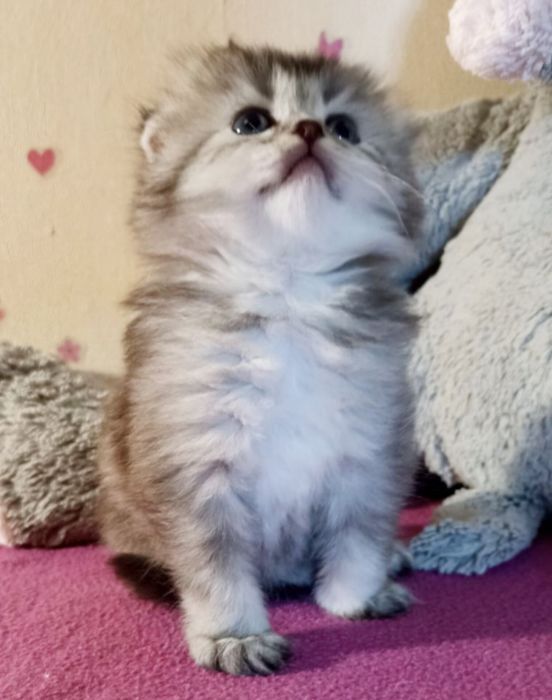 Дівчинка висловуха. Котенок. Котята. Кошеня