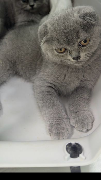 Scottish fold com 2 meses