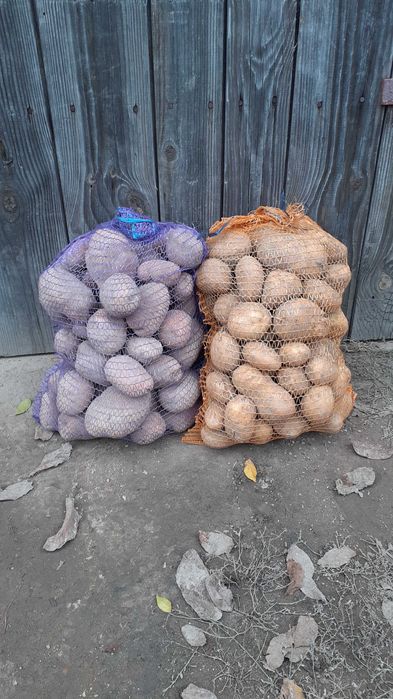Ziemniaki Bellarosa, Jurek 15kg