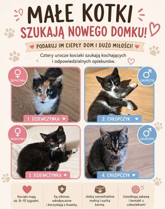 Cudowne kociaki za darmo:)