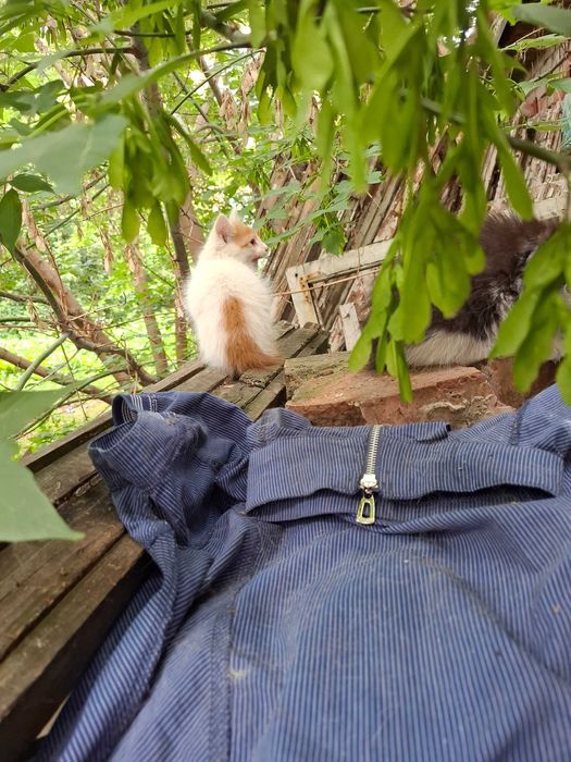 Котята в счастливые семьи