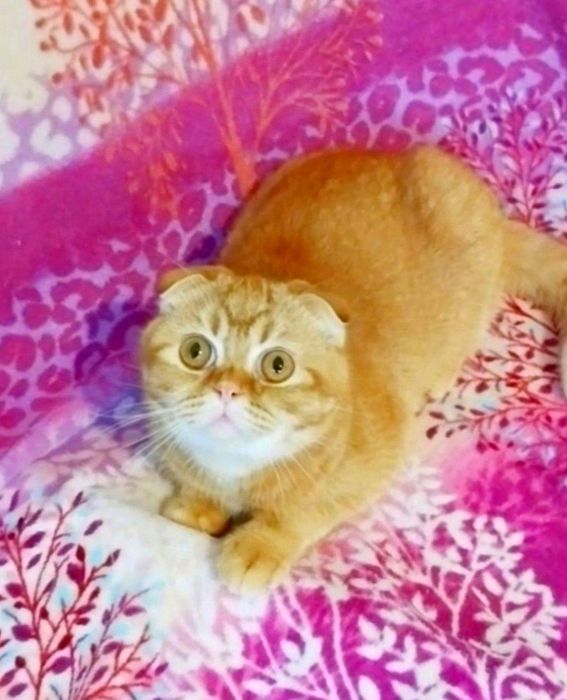 Надзвичайно ніжний хлопчик шиншилка Скотіш фолд