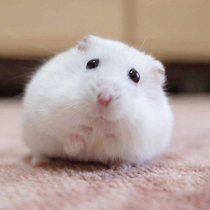 Роскошные джунгарские хомячки, белоснежного окраса, хомячата, хомяки