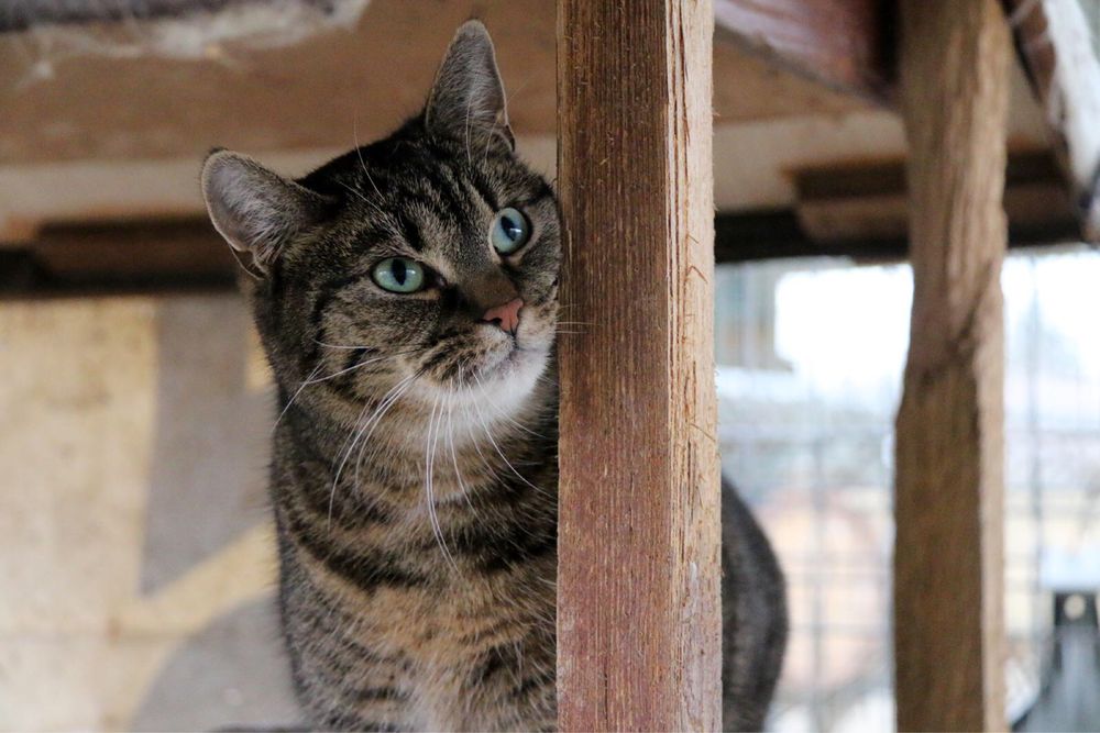 Wesoła, śliczna i młoda Amber szuka domu!