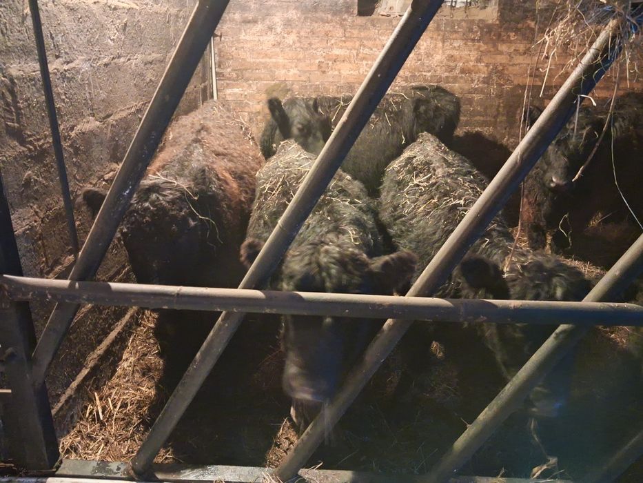 Byczki jałówki  odsadki angus