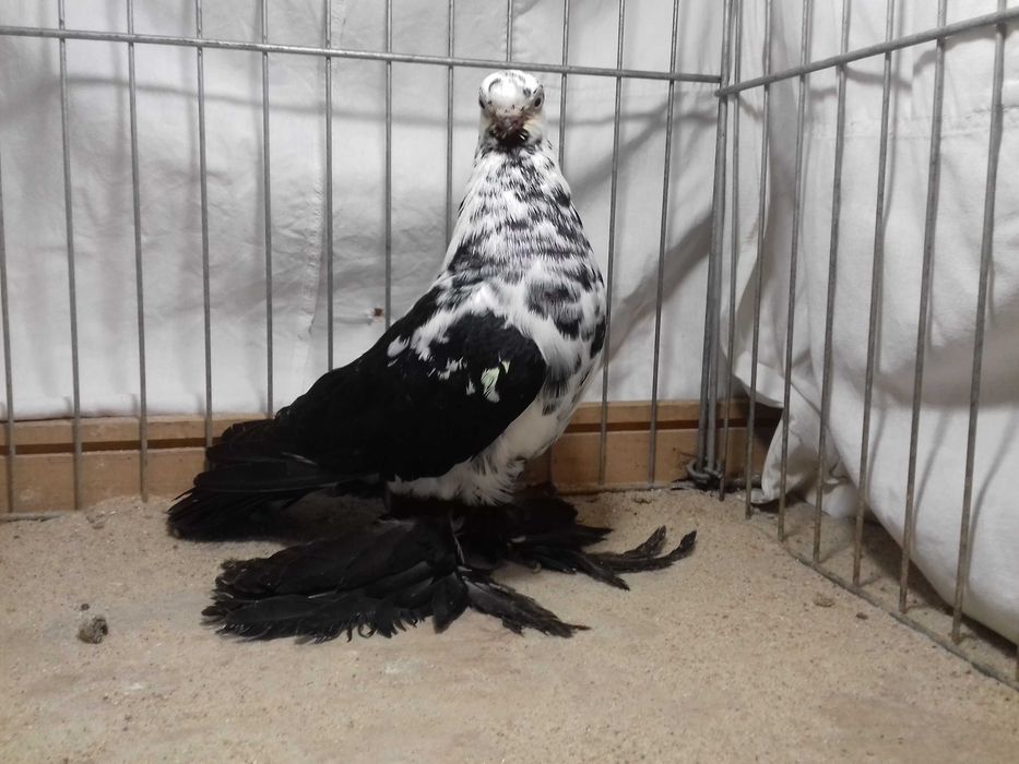 Motyl motyle samica z 2022 gołębie ozdobne