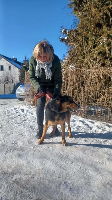 Pilnie potrzebny dom dla owczarka